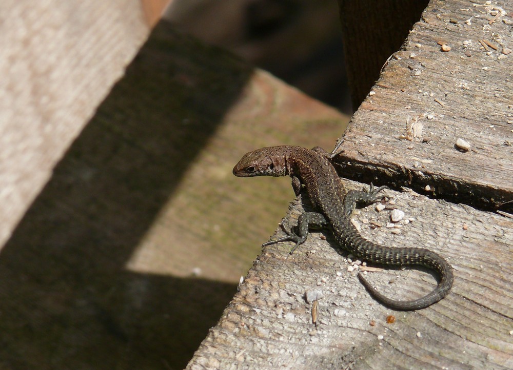 Waldeidechse (Zootoca vivipara) beim Sonnenbaden