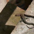 Waldeidechse (Zootoca vivipara) beim Sonnenbaden