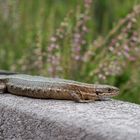 Waldeidechse (Zootoca vivipara), Flanders Moss, Schottland