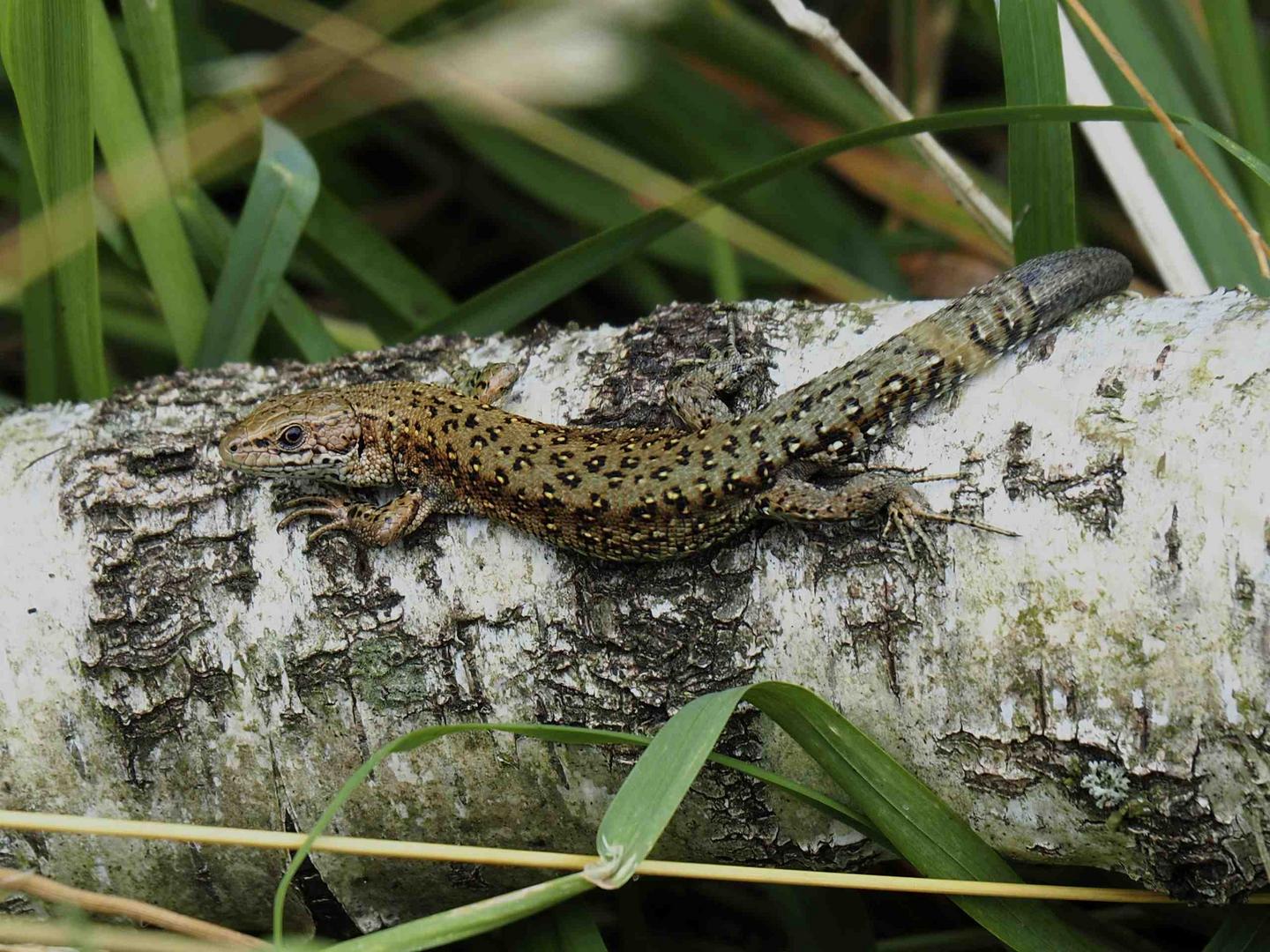 WALDEIDECHSE( Zootoca vivipara) IN BOTTROP