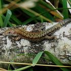 WALDEIDECHSE( Zootoca vivipara) IN BOTTROP