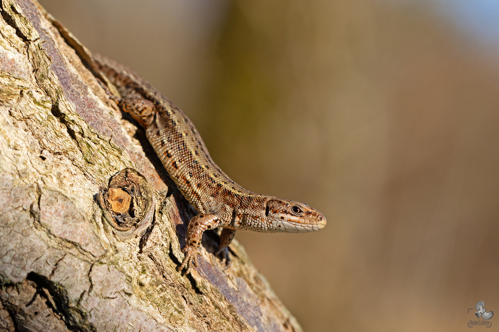 Waldeidechse (Zootoca vivipara), Männchen, Viviparous lizard 