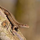 Waldeidechse (Zootoca vivipara), Männchen, Viviparous lizard 