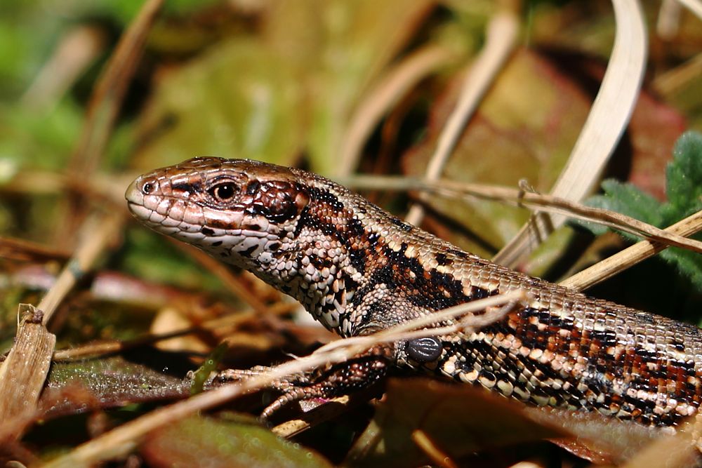 Waldeidechse (Zootoca vivipara) mit Zecke