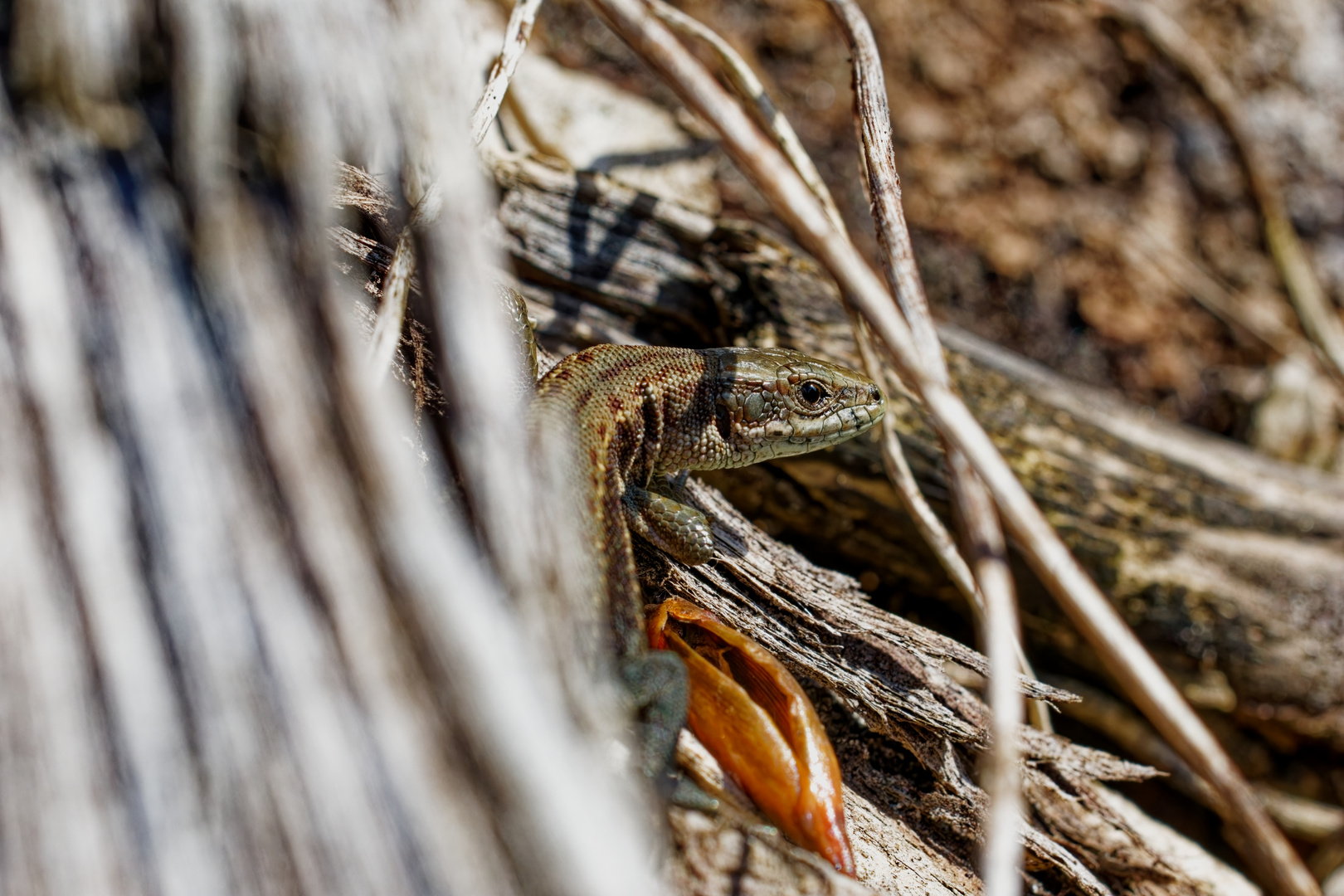 Waldeidechse - Zootoca vivipara - Viviparous lizard