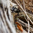 Waldeidechse - Zootoca vivipara - Viviparous lizard