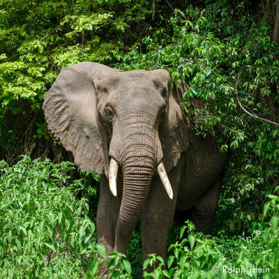 Waldelefant