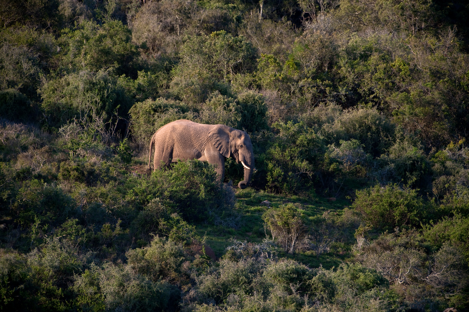 Waldelefant