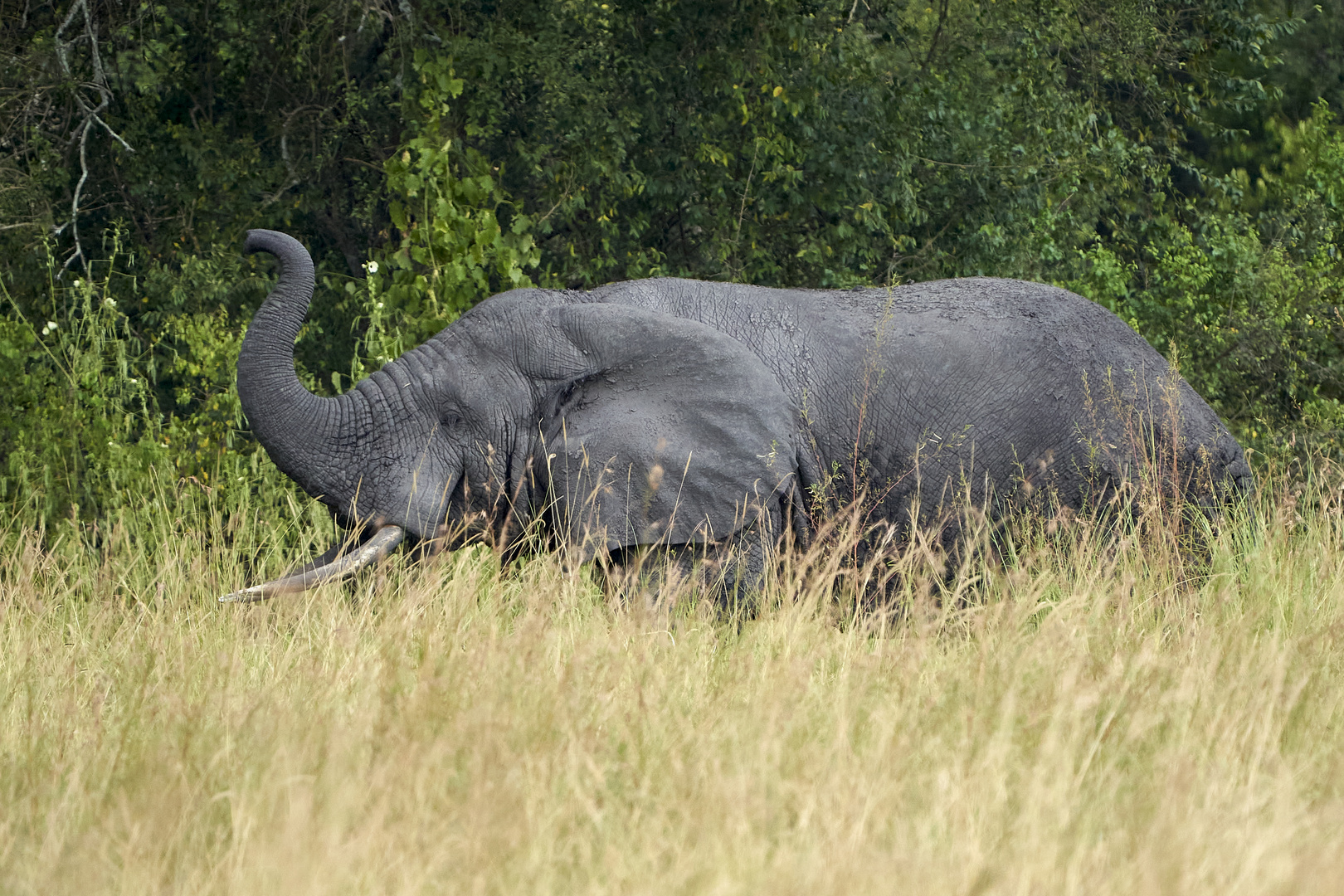 Waldelefant im TORO-Semliki Wildlife Reserve