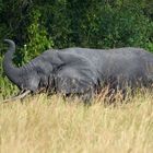 Waldelefant im TORO-Semliki Wildlife Reserve