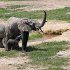 Waldelefant mit Nachwuchs