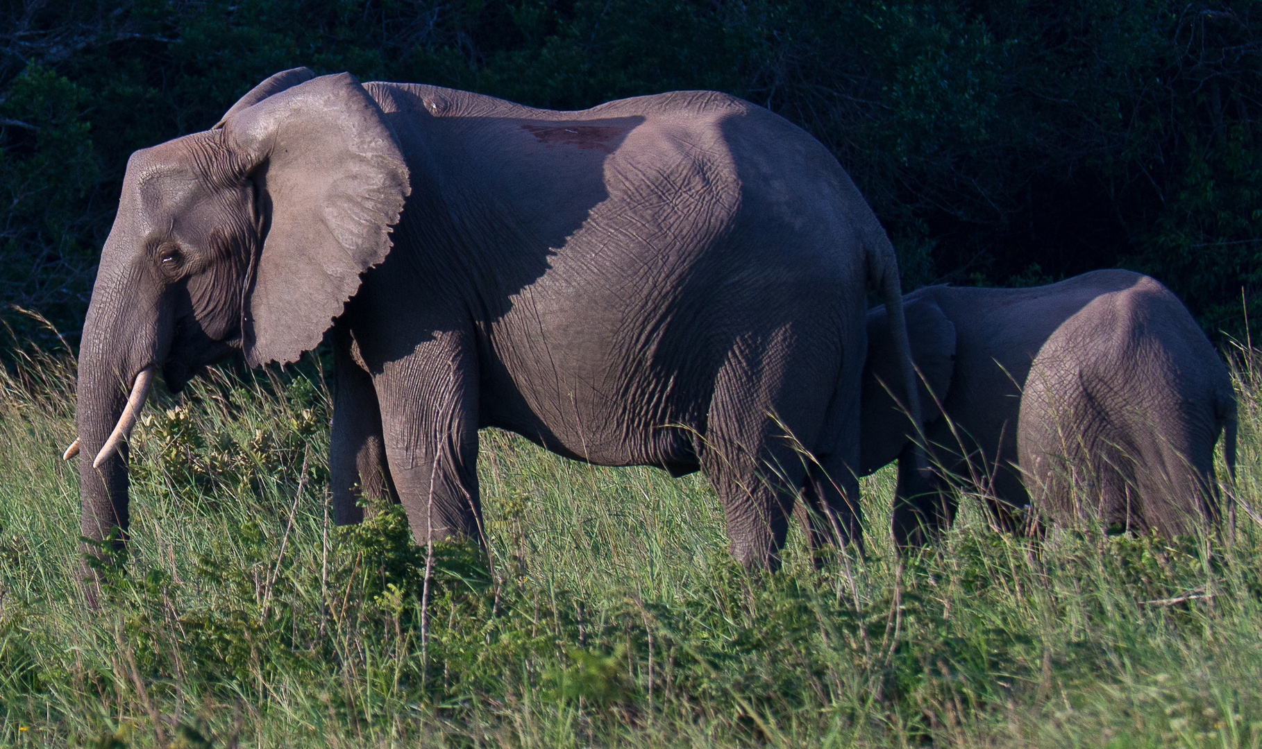 Waldelefanten in der Abendsonne der Shimba Hills