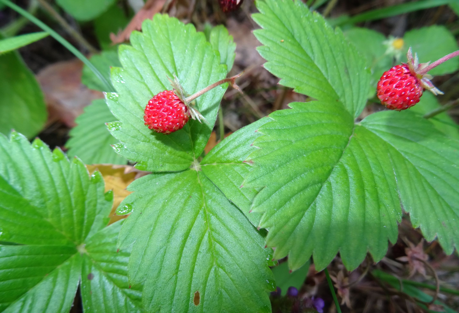 Walderbbeeren