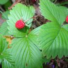 Walderbbeeren