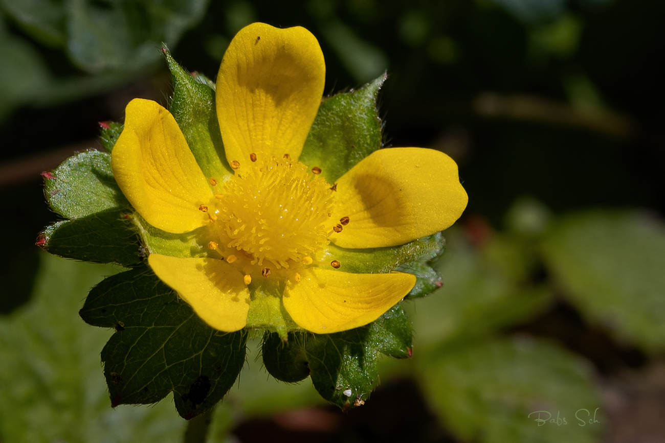 Walderdbeerblüte 