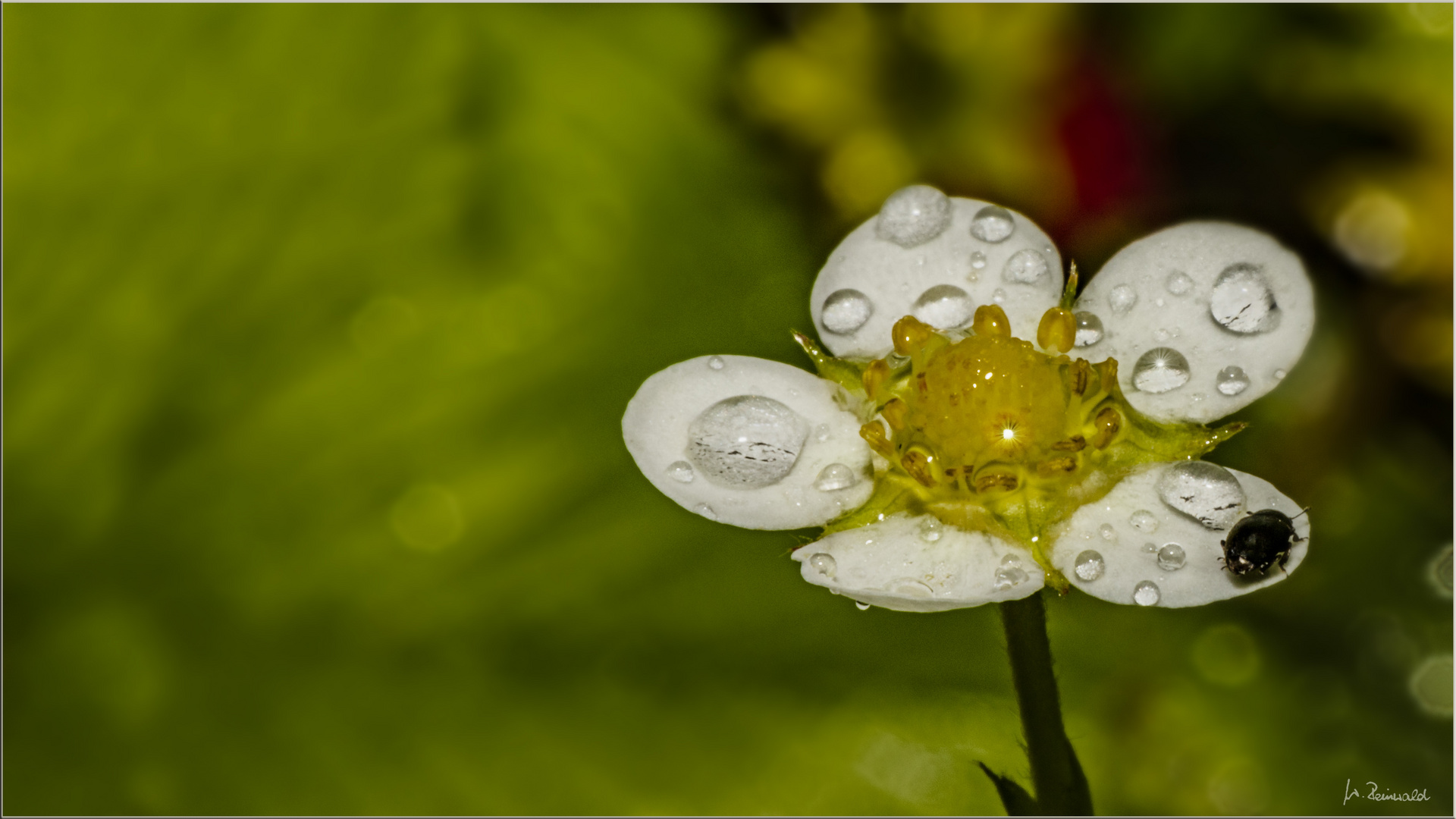 Walderdbeerblüte