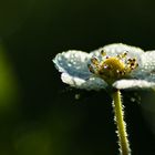 Walderdbeerblüte im Morgentau