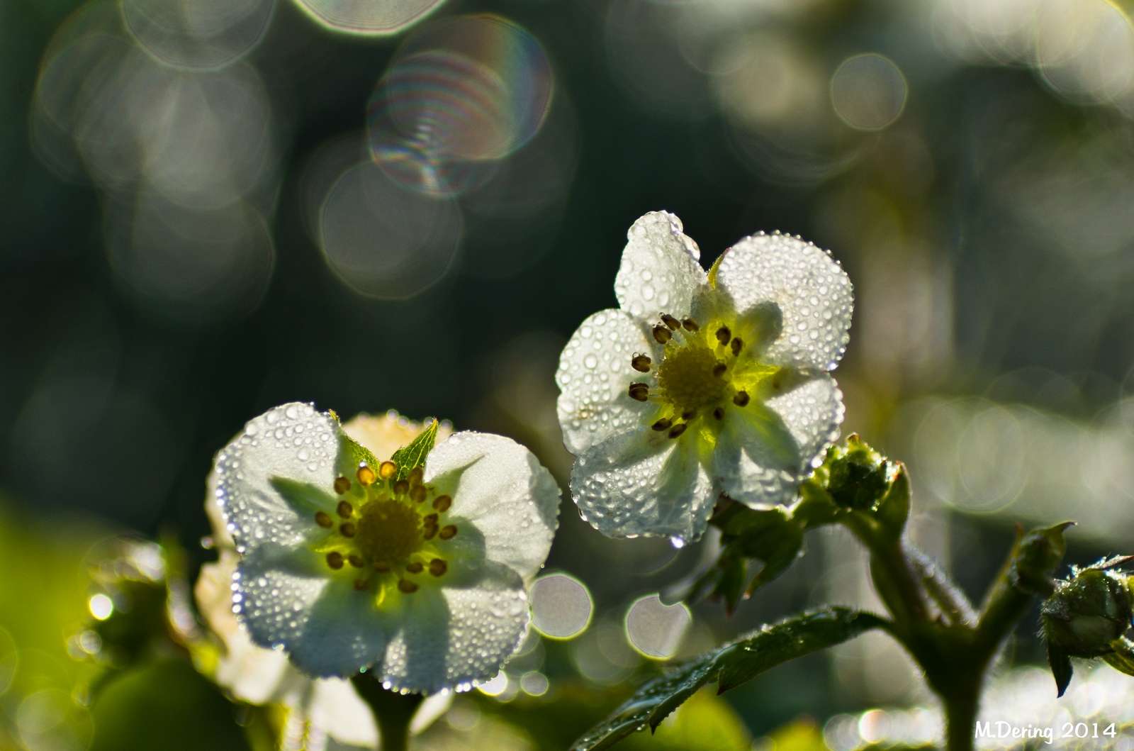 Walderdbeerblüten mit Morgentau