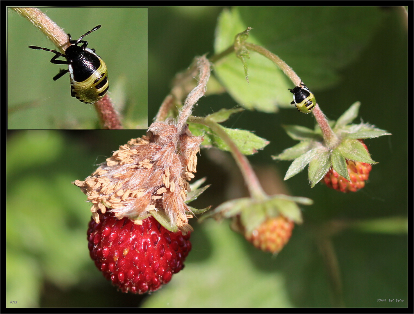 Walderdbeere...