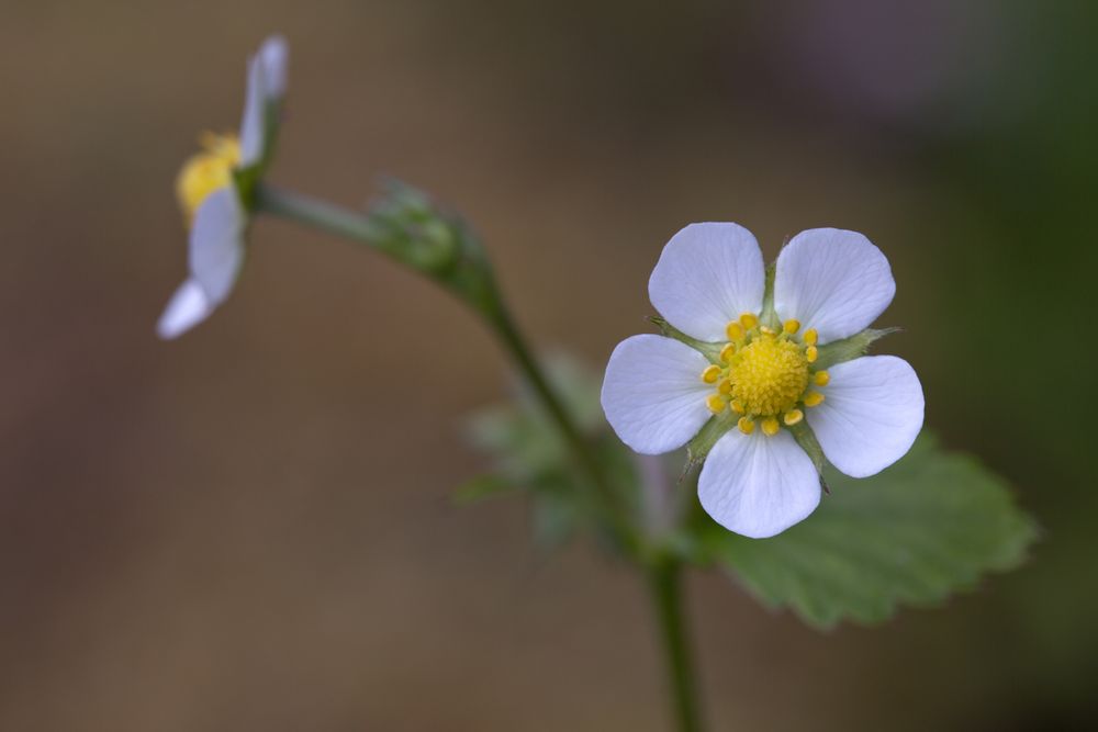 Walderdbeere