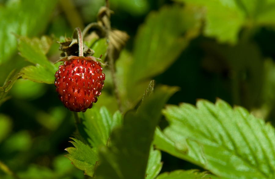 Walderdbeere