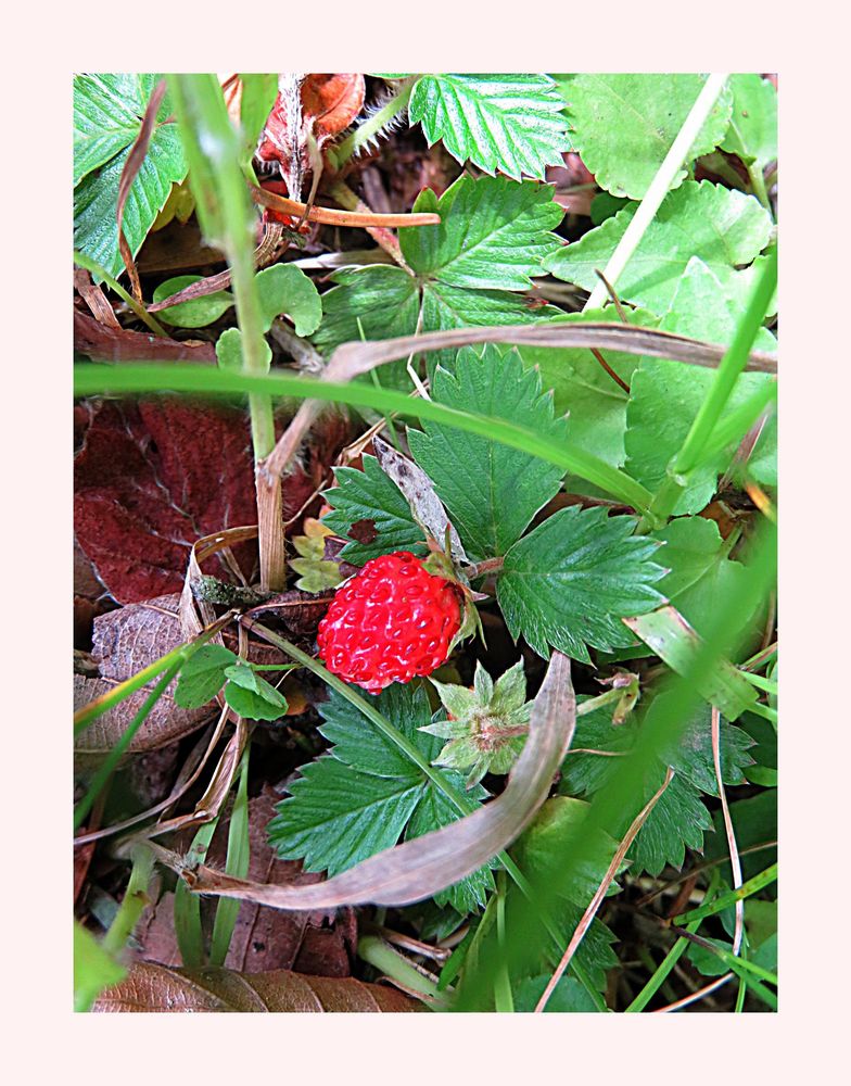 Walderdbeere Foto & Bild natur, pflanzen, walderdbeeren Bilder auf