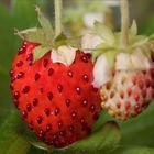 Walderdbeere ~ Fragaria vesca...