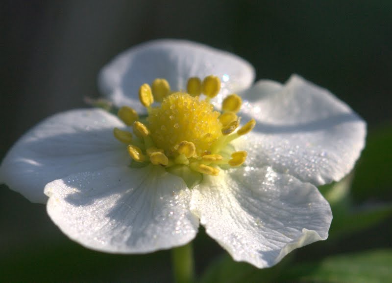 Walderdbeere - Fragaria vesca