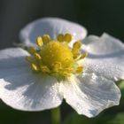 Walderdbeere - Fragaria vesca