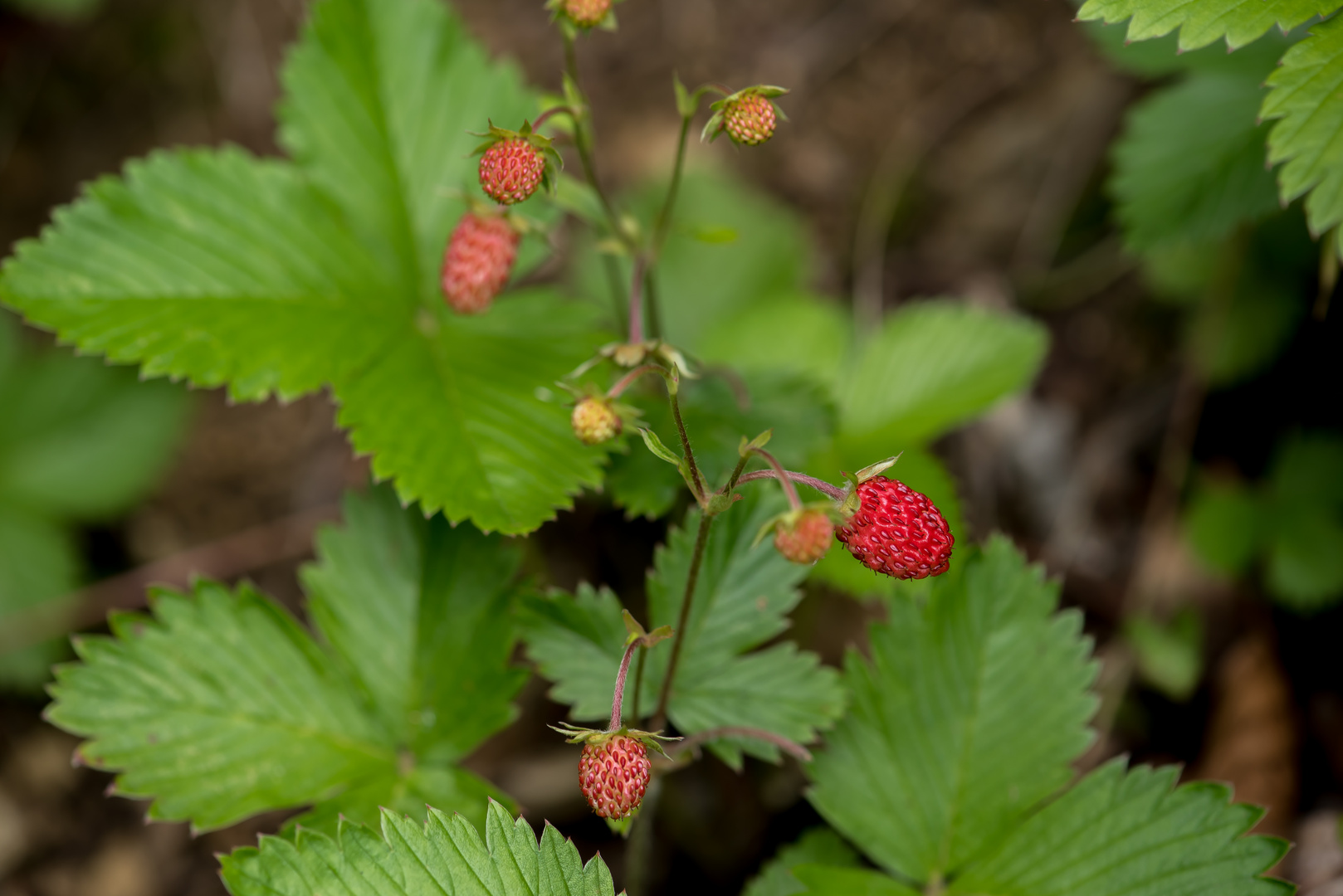 Walderdbeere (Fragaria vesca var. vesca)