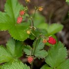 Walderdbeere (Fragaria vesca var. vesca)