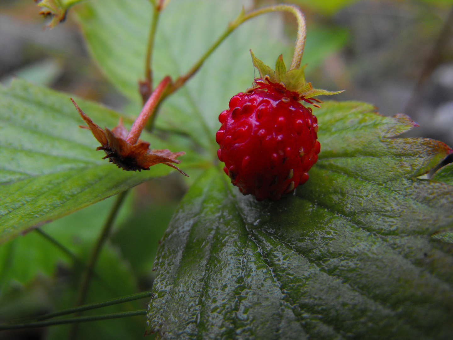 Walderdbeere in Schweden Foto & Bild | pflanzen, pilze & flechten ...