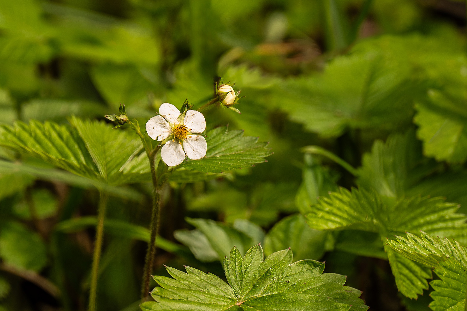 Walderdbeere - La fraise des bois