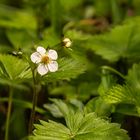 Walderdbeere - La fraise des bois