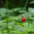 Walderdbeere - La fraise du bois