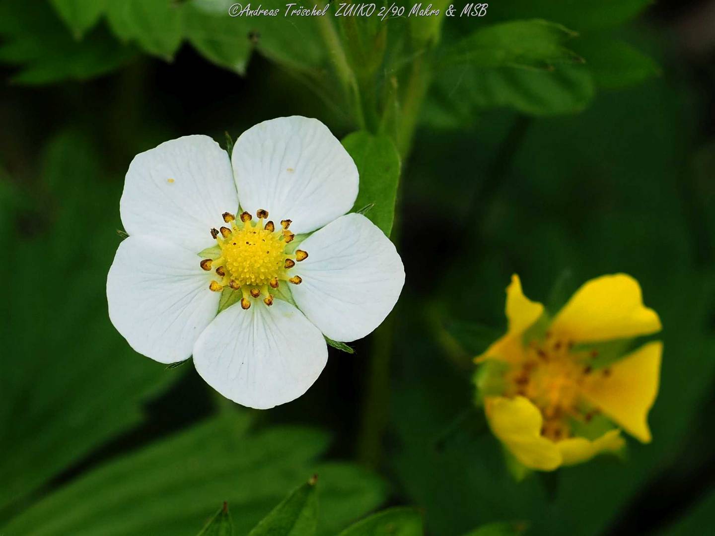 Walderdbeere - Makro