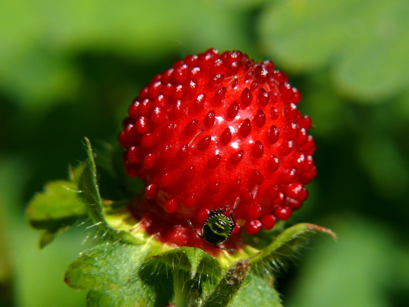 Walderdbeere mit Wanze