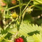 Walderdbeeren 1