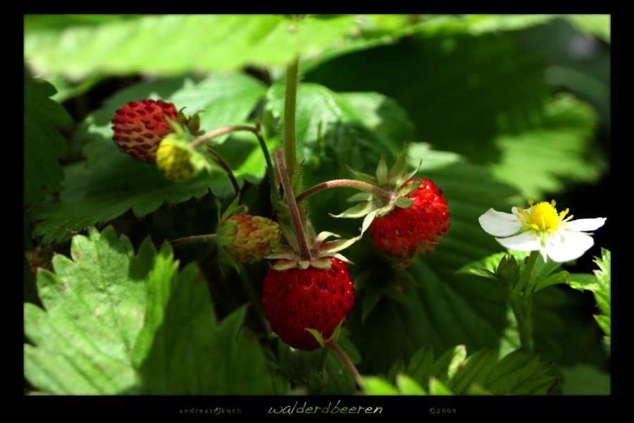 walderdbeeren