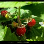 walderdbeeren