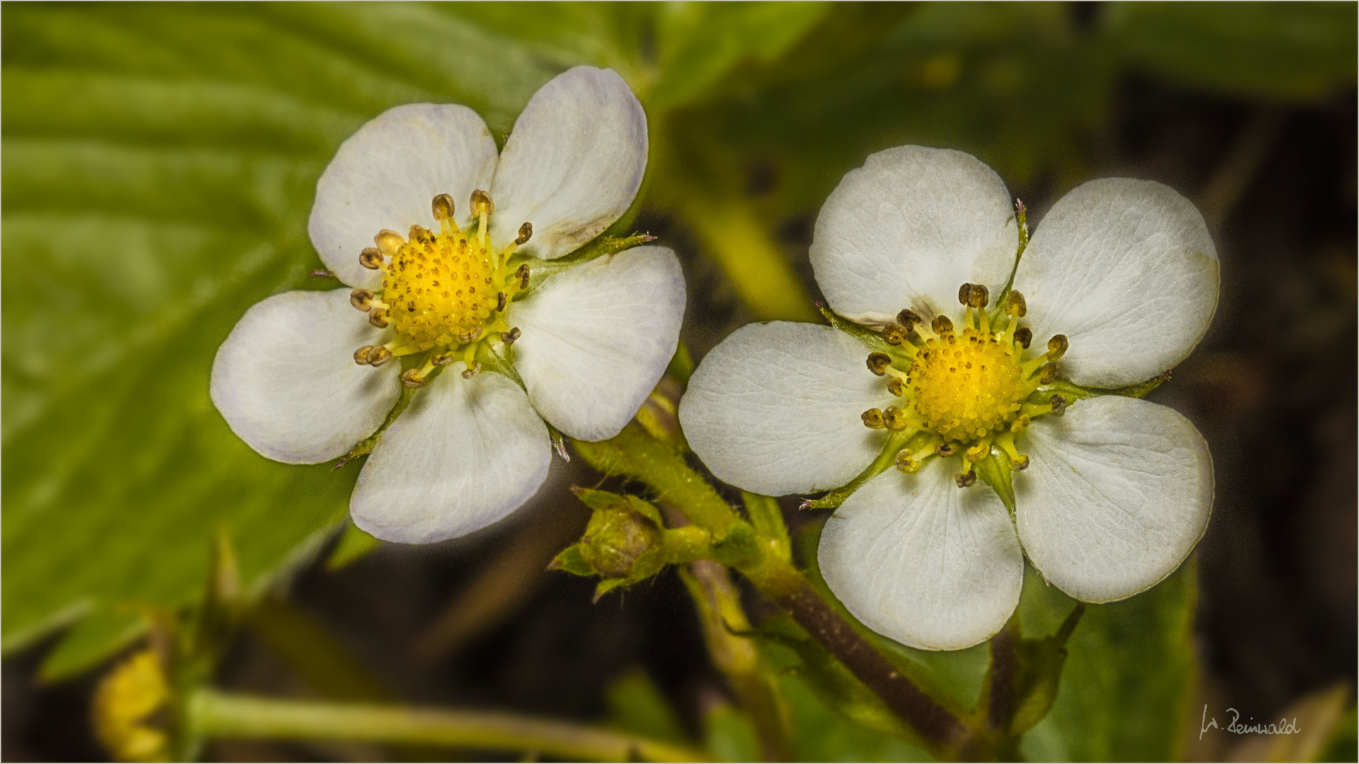 Walderdbeeren