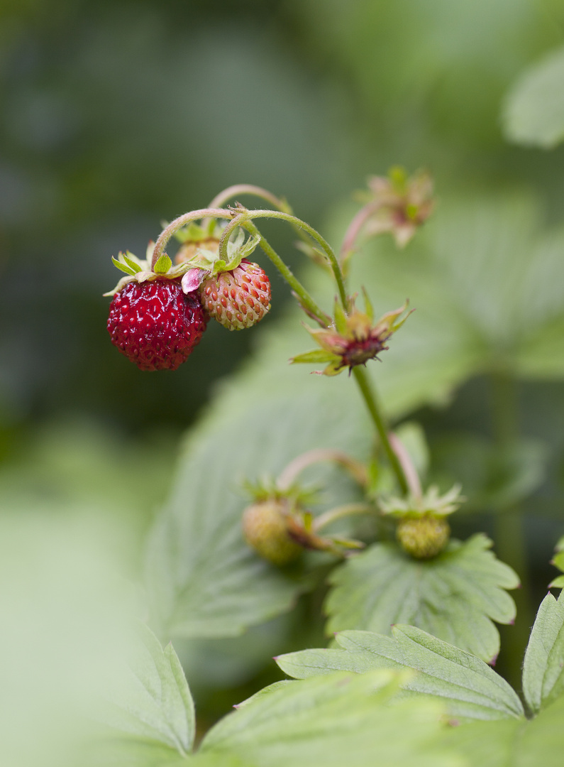 Walderdbeeren