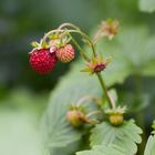 Walderdbeeren