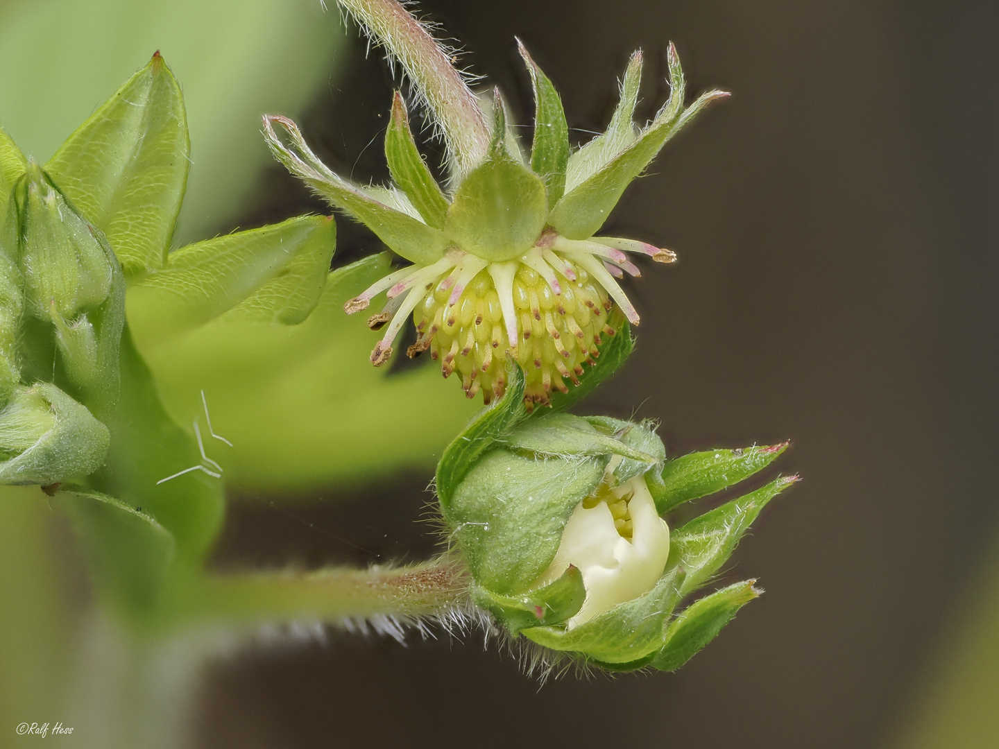 Walderdbeeren