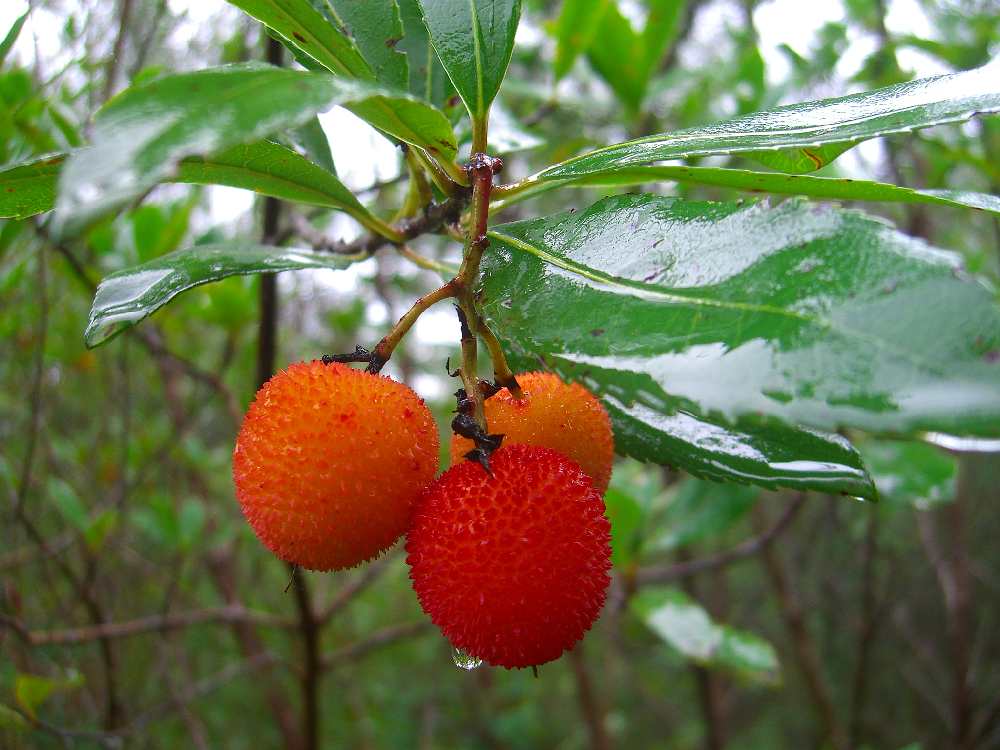 Walderdbeeren