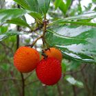 Walderdbeeren