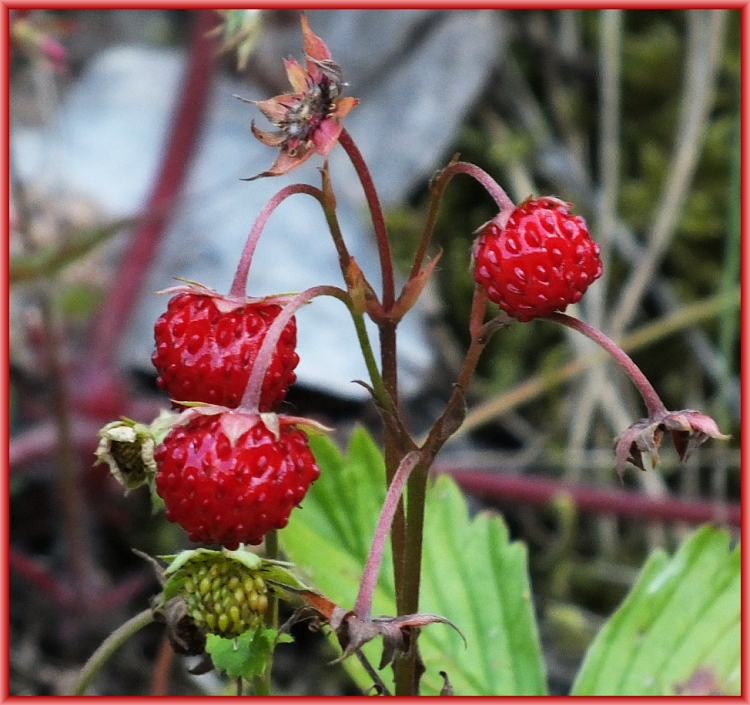 Walderdbeeren