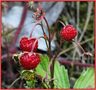 Walderdbeeren von sonnenblume54 