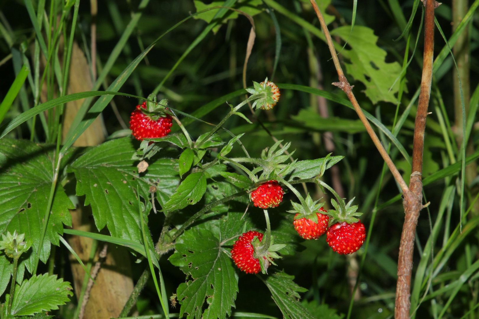 Walderdbeeren Foto &amp; Bild | natur, pflanzen, rote beeren Bilder auf ...