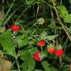 Walderdbeeren